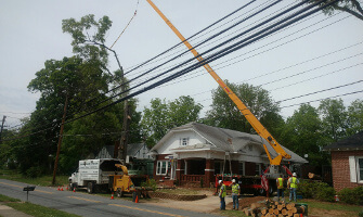 Local Tree Services