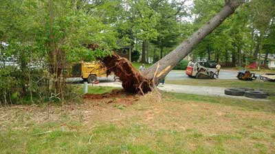 Tree Removal in Mooresville, North Carolina