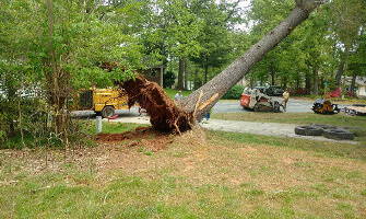 Tree Removal in Denver, NC