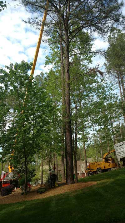 Tree Services in Statesville, North Carolina