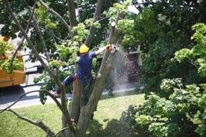 Tree Removal, Lake Norman in North Carolina