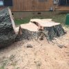 Tree Stump Grinding in Lake Norman, North Carolina