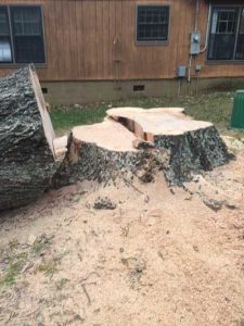 Tree Stump Grinding in Huntersville, North Carolina