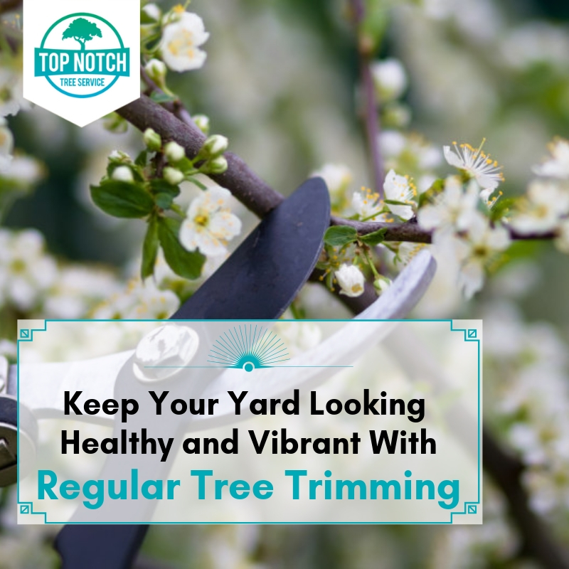 Keep Your Yard Looking Healthy and Vibrant With Regular Tree Trimming