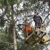 Spring Tree Care in Huntersville, North Carolina