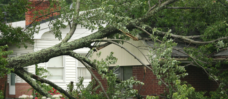 Tree Removal to Improve the Safety of Your Home