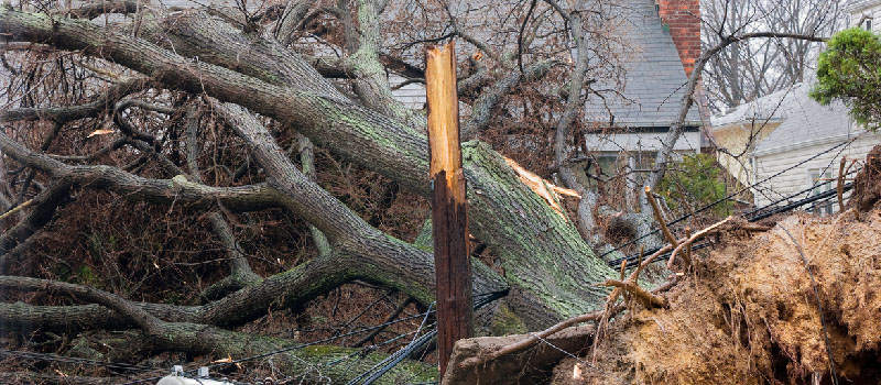Damaged Tree Removal in Lake Norman, North Carolina