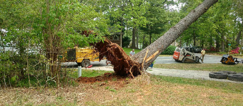 Tree Removal in Mooresville, North Carolina
