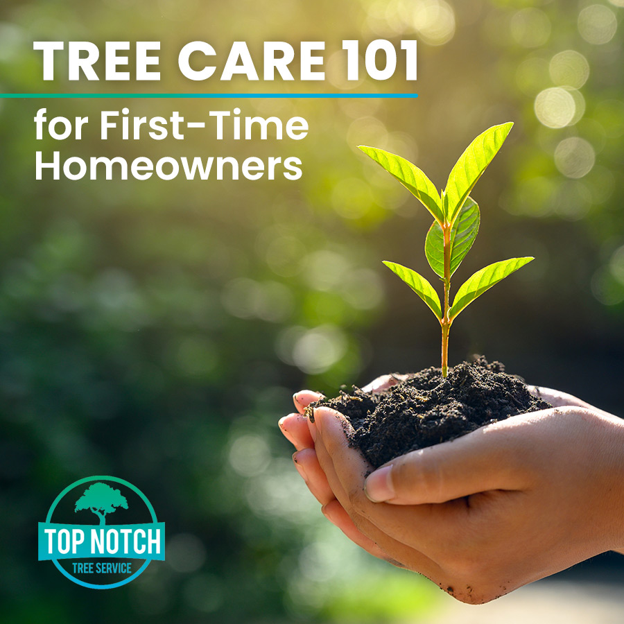 Tree Care 101 for First-Time Homeowners