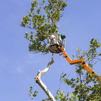 Summer Tree Care in Cornelius, North Carolina