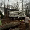 Winter Tree Care in Mooresville, North Carolina