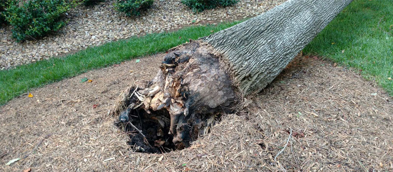 Tree Diseases in Mooresville, North Carolina