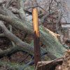 Damaged Tree Removal in Mooresville, North Carolina