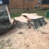 Tree Stump Grinding in Denver, North Carolina