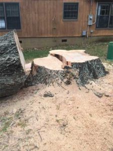 Tree Stump Grinding, Mooresville in North Carolina