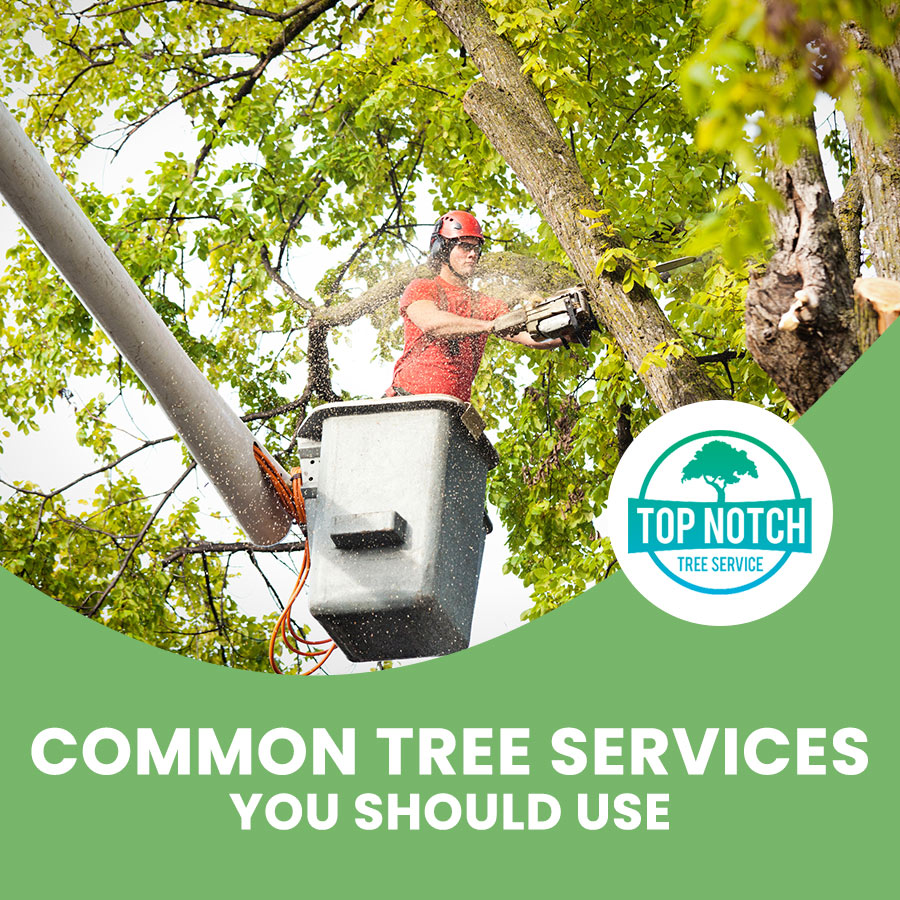 Common Local Tree Services You Should Use
