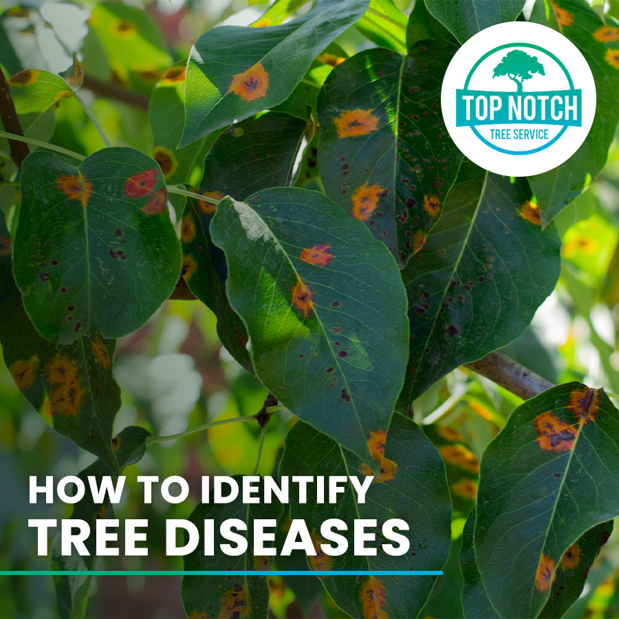 How to Identify Common Tree Diseases