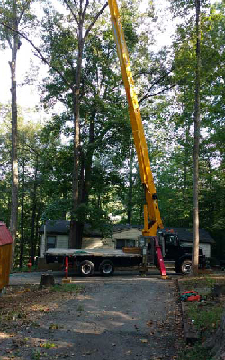 Tree Care Tips in Denver, North Carolina