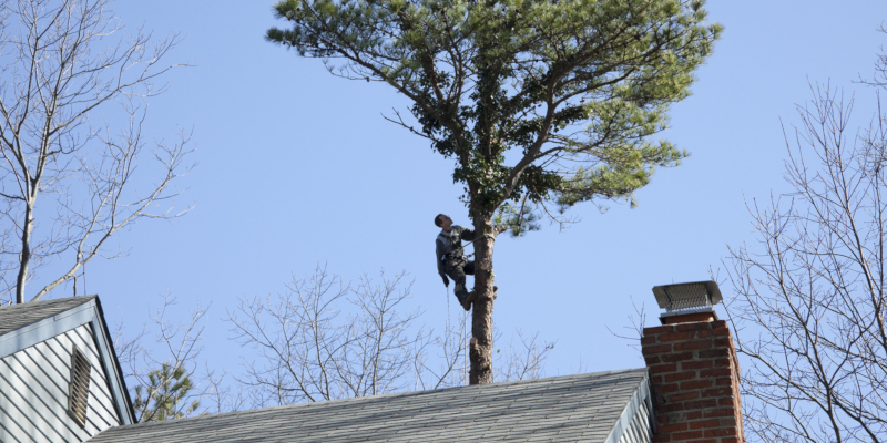 know when tree removal needs to be scheduled