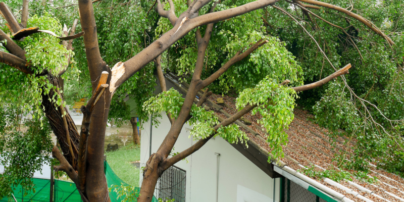 important part of storm damage tree care