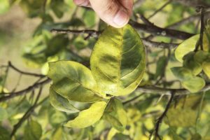 signs of tree diseases that you need to watch out