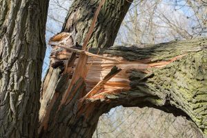 your tree stands a good chance at tree restoration