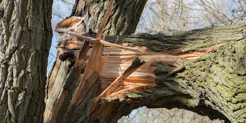 your tree stands a good chance at tree restoration