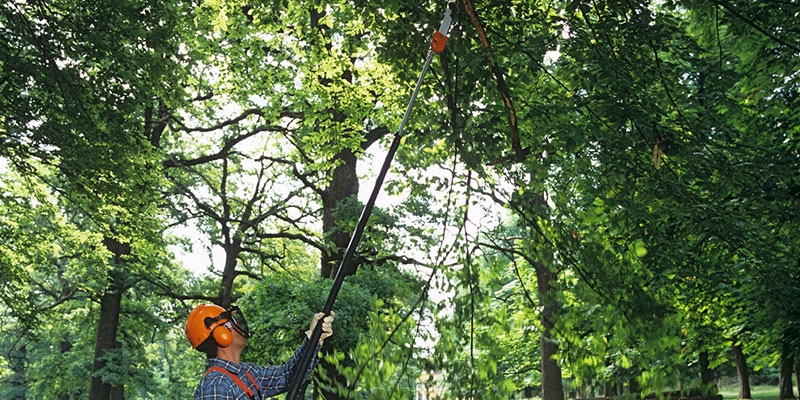 Tree Services 