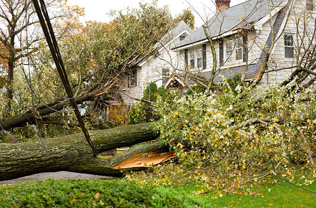 Storm Damaged Tree Removal