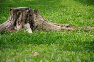 call us at Top Notch Tree Service for tree stump grinding