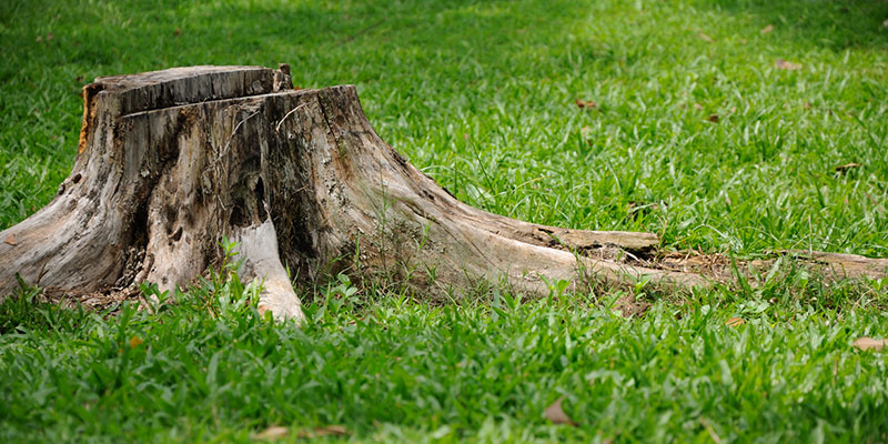 call us at Top Notch Tree Service for tree stump grinding