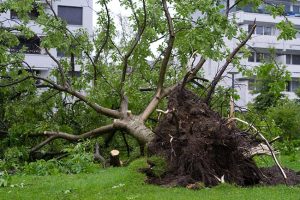 3 Ways to Optimize Your Tree Storm Damage Cleanup