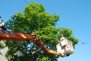 3 Reasons Why Local Tree Services are Worth the Investment