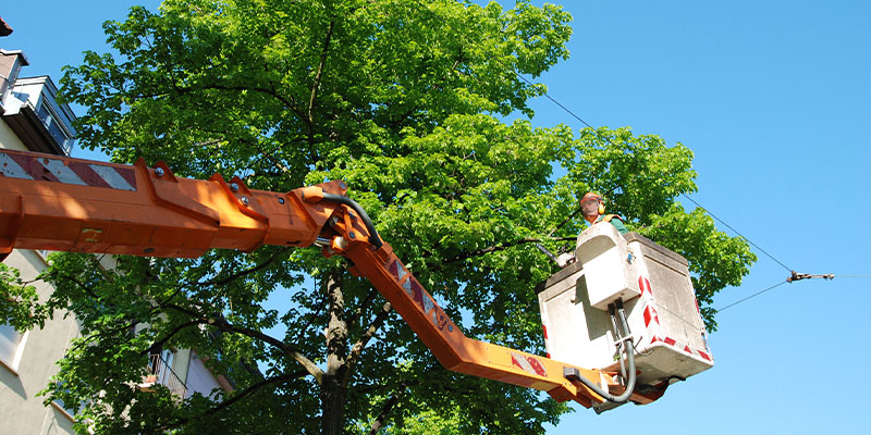 3 Reasons Why Local Tree Services are Worth the Investment