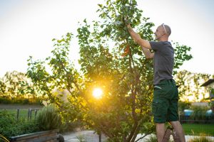 Tree Care Tips Every Homeowner Should Know