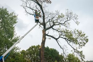 4 Things to Ask Before Hiring Tree Services