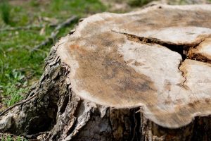 Common Signs You Need Tree Removal Services